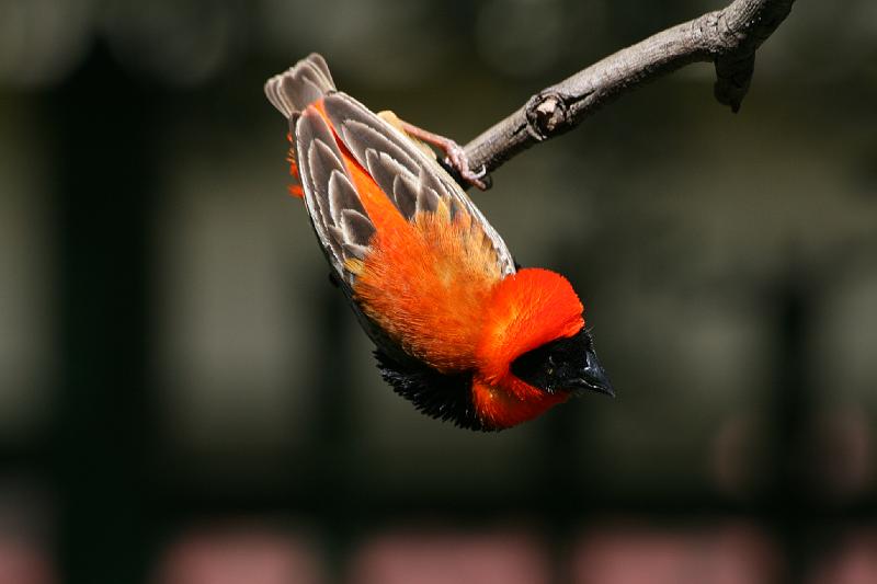 Frieda 117.jpg - Suidelike Rooivink